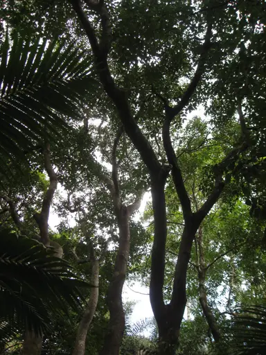 Natural Habitat of the Ribbonwood Tree.