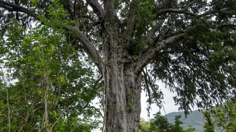 What Does A Rimu Tree Look Like?