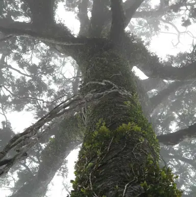 What Are Some Facts About The Rimu Tree?