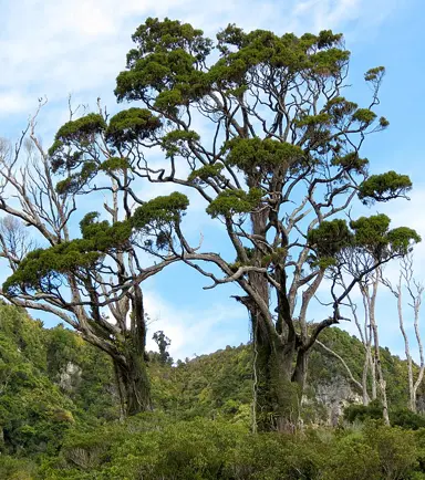 How Long Do Rimu Trees Live?