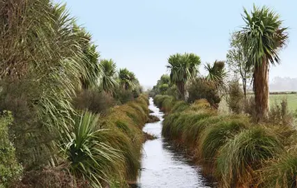 Plants For Riparian Planting.