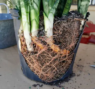 Do Snake Plants Like To Be Root Bound?