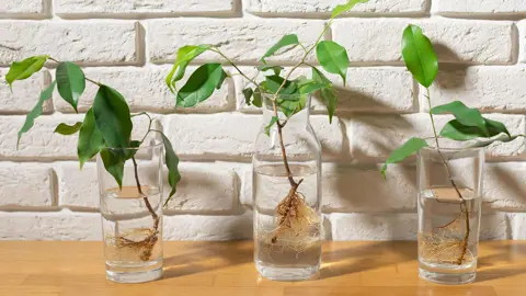 How To Root Ficus Tuffi Cuttings In Water.