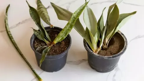 What To Do About Root Rot With Snake Plants.