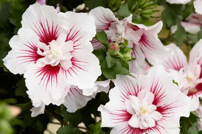 What Is Rose of Sharon?