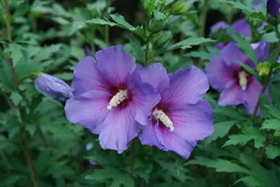 What Is So Special About The Rose Of Sharon?