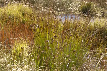 Are Rushes Native To NZ?