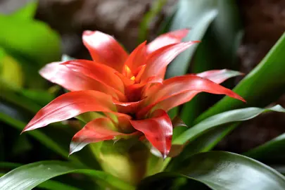 Safe for Plants and the Environment.