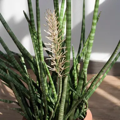 Is Sansevieria Trifasciata The Same As Dracaena Trifasciata?