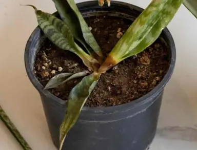 How Can I Save My Snake Plant?