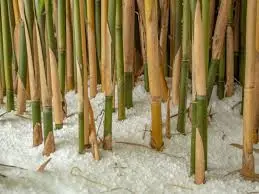 What Is The Best Season To Plant Bamboo?