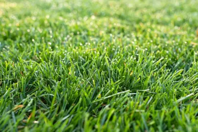 Selecting The Right Variety Of Lawn.
