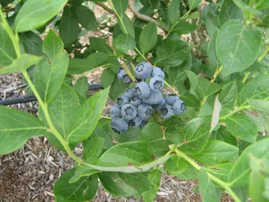 Selecting the Right Blueberry Varieties for NZ.