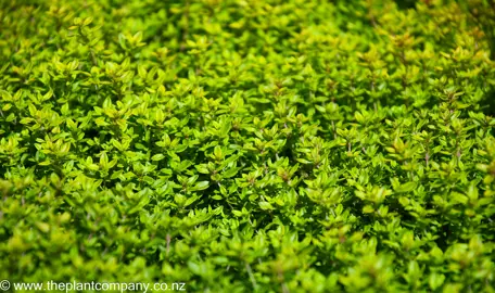 Selecting Thymus Varieties for Your Garden.
