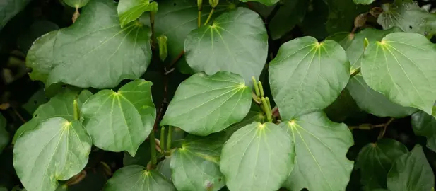 Septic Field Plants.