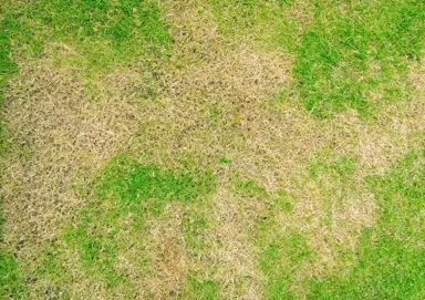 Should I Use A Wetting Agent On My Lawn?