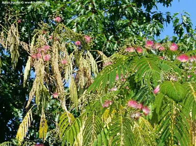Common Silk Tree Problems in NZ And Solutions.