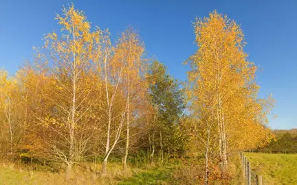 Your Tree's First Year: The Secrets to Strong, Fast Growth.