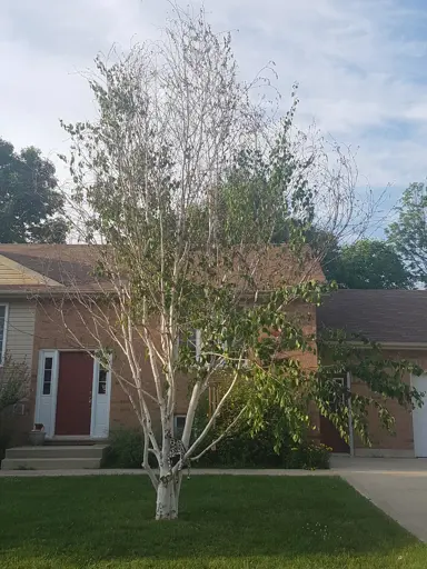 Solving Common Silver Birch Problems: Yellow Leaves and Pesky Bugs.