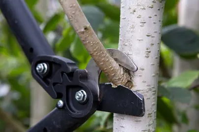 When to Prune Silver Birch in New Zealand (And Why Timing is Everything).