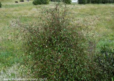 Love the Look But Want a Native? Great Alternatives to Silver Birch.