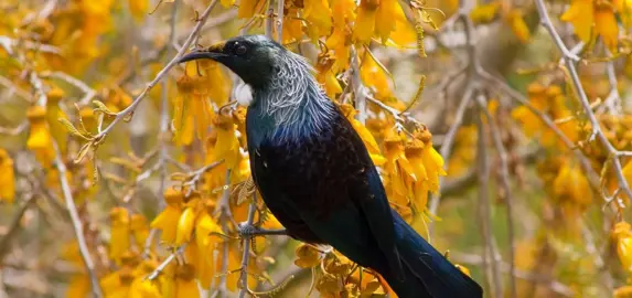 Can A Small Garden Attract Birds?