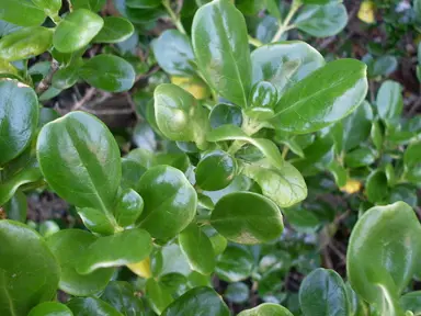 Small NZ Native Hedge Plants.