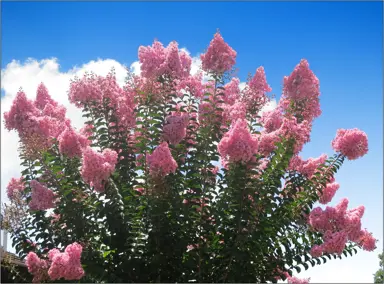 Need more small specimen tree options?