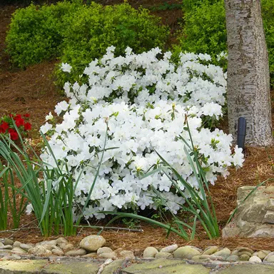 Small White Evergreen Azaleas.