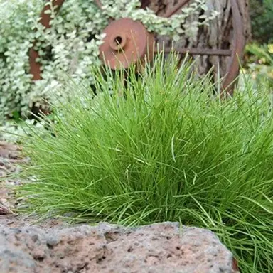 What Is The Smallest Lomandra In NZ?