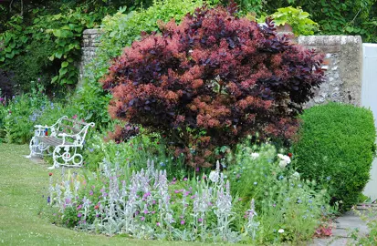 Smoke Bush Care Guide.