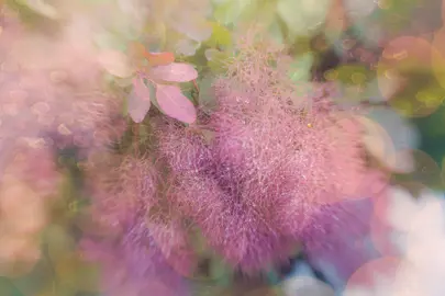 Smoke Bush Flowering Season.