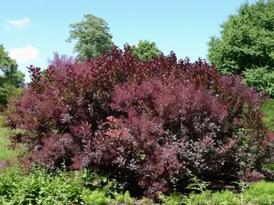 Smoke Bush Garden Uses.
