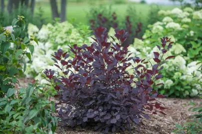Smoke Bush Soil Requirements.