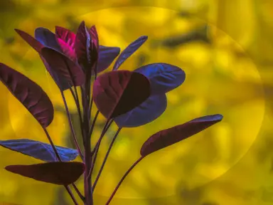 Smoke Bush Varieties.