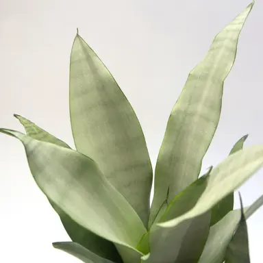 What Are The Benefits Of Growing Snake Plants?
