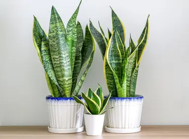 Why Are Snake Plants So Popular?