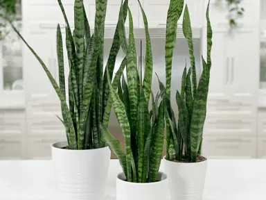 How Often Should A Snake Plant Be Repotted?