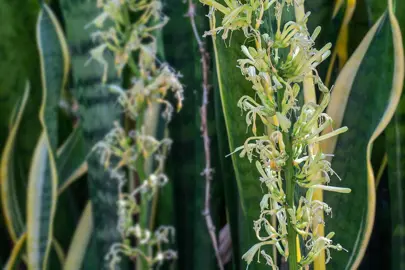 How Can I Get A Snake Plant To Flower?