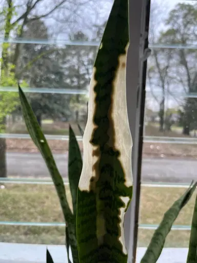 Why Is My Snake Plant Turning White?