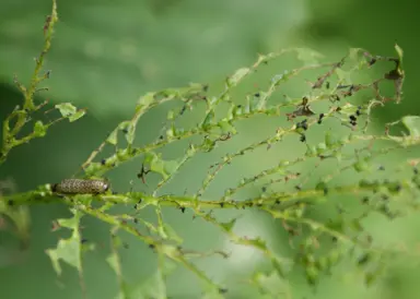 Dealing with Snowball Tree Pests and Diseases.