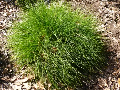 What Is The Softest Lomandra?