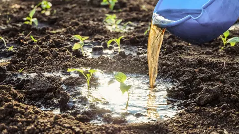 Soil Drench.