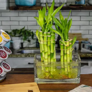 What Kind Of Soil Is Best For Lucky Bamboo?