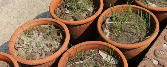 Should I Use Soil In My Plant Pots? .