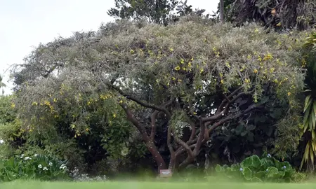 Sophora Chathamica Characteristics.