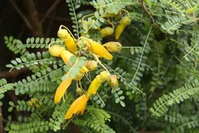 Sophora Dragons Gold Characteristics.