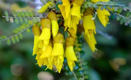 Sophora Microphylla Characteristics.