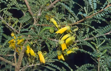 Sophora Molloyi Characteristics.