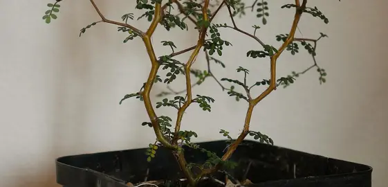 Sophora Propagation by Cuttings.